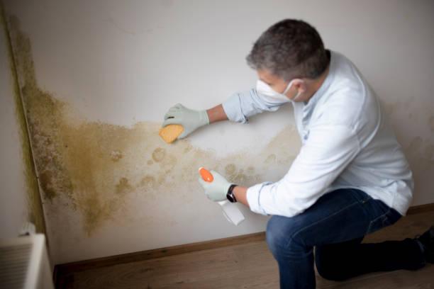 Best Mold Prevention Services  in Humansville, MO