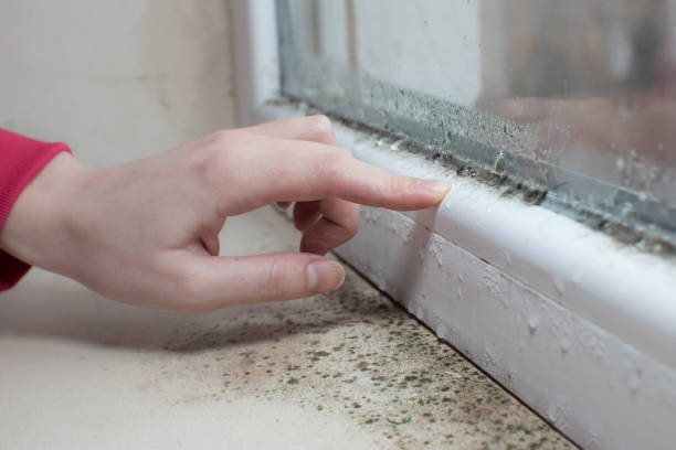 Best Mold Odor Removal Services  in Humansville, MO